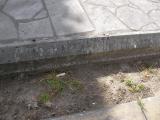 image of grave number 336778